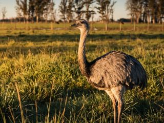 Denuncian que cazadores furtivos mataron a un ñandú criado desde un huevo
