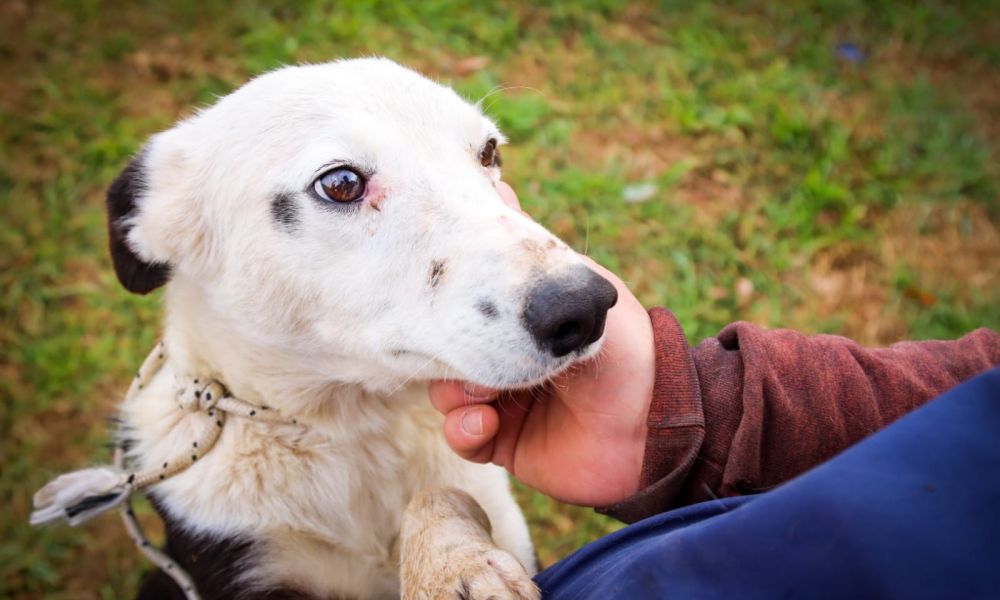 El Móvil de Veterinaria estará ubicado en el Barrio Acevedo