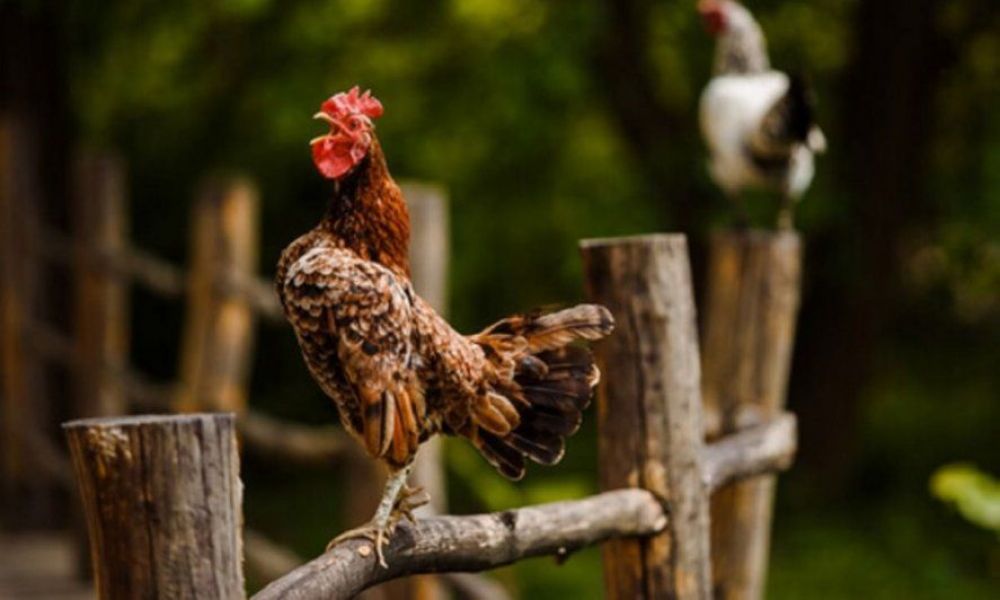 Recibió una multa por el canto de su gallo