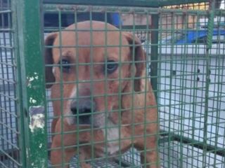 Imputaron por homicidio culposo al dueño del perro que atacó y mató a un niño de 3 años