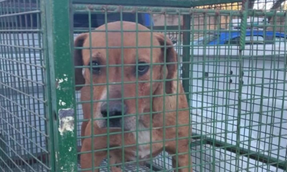 El perro protagonista del ataque