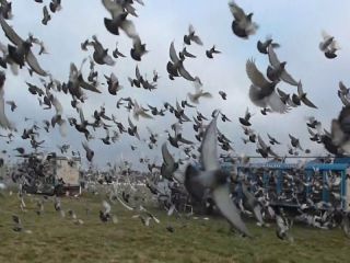Suelta de palomas en el Parque Municipal por los 100 años de la Sociedad Colombófila Pergamino