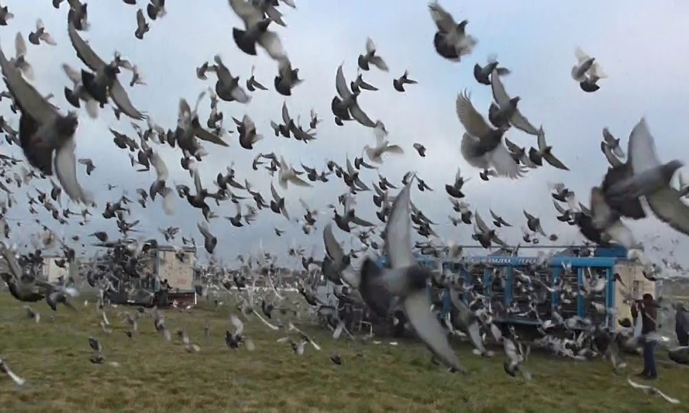 Suelta de palomas en el Parque Municipal
