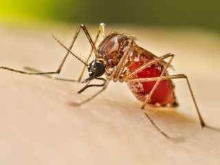 La provincia contra el dengue: 500.000 vacunas y plan de prioridades