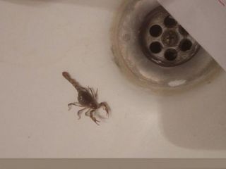 Pergamino: Publican medidas para evitar el ingreso de alacranes a las viviendas