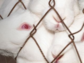 Argentina podría prohibir las pruebas cosméticas en animales y sumarse a una tendencia global