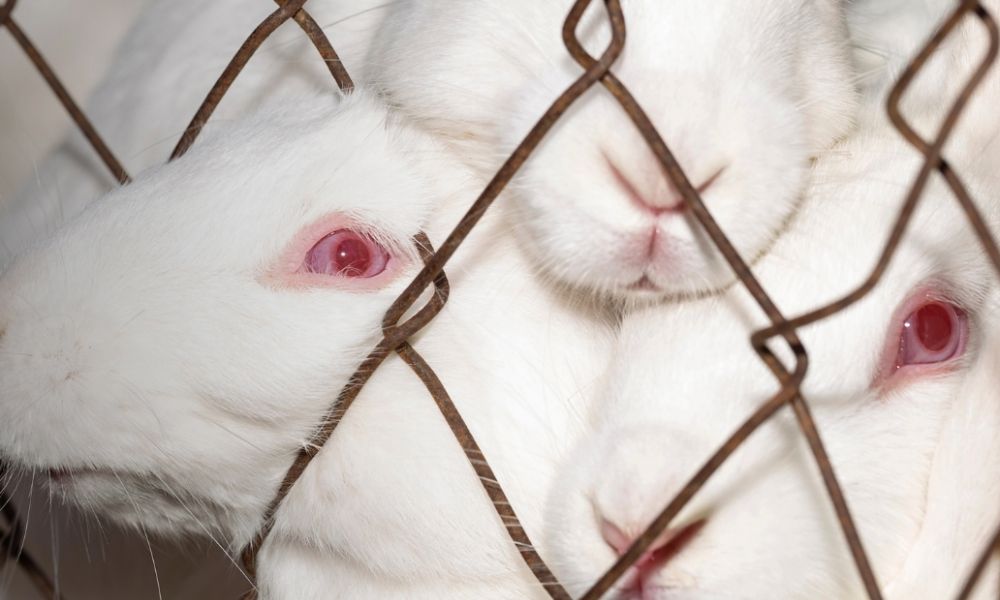 Argentina podría prohibir las pruebas cosméticas en animales