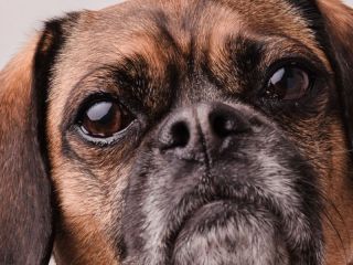 Buscan crear una licencia laboral por la muerte de una mascota: Quiénes podrían acceder