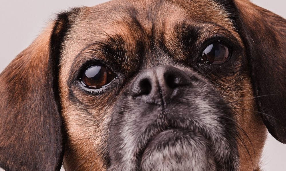 Licencia laboral por la muerte de una mascota