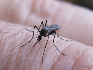 Tres mutaciones de mosquitos del dengue preocupan por su resistencia a insecticidas