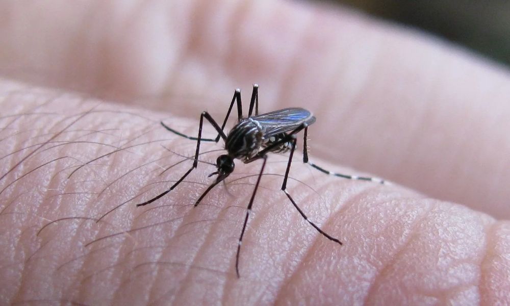 Tres mutaciones de mosquitos del dengue