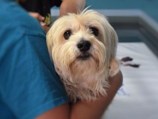 Pergamino: Veterinaria recorrer los pueblos