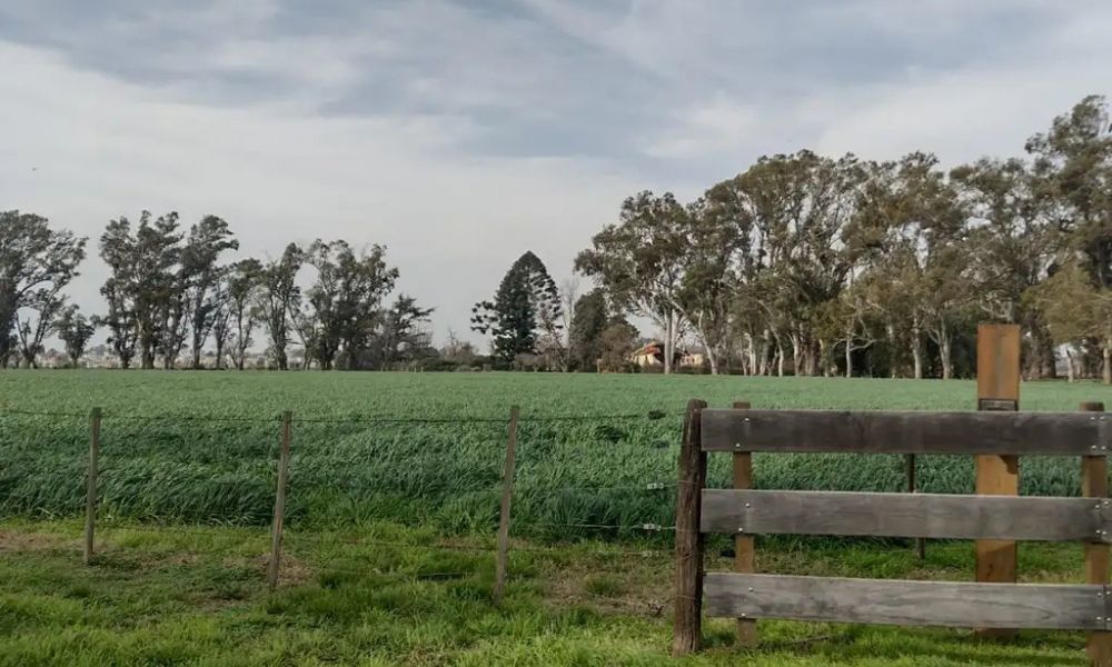 Emergencia agropecuaria en 50 distritos bonaerenses