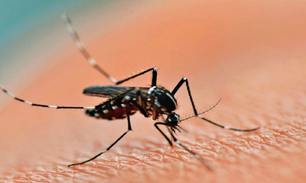Los síntomas de dengue y fiebre chikungunya