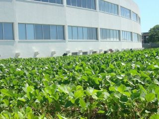 Quiebra de Bioceres: Aseguran que el holding tiene fondos para cubrir una deuda millonaria