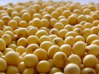 La soja cerr� a US$ 418 y alcanz� su precio m�s alto en cuatro a�os y medio