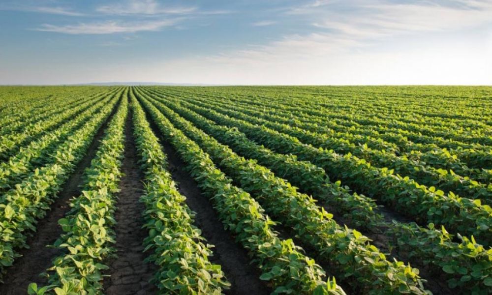 La producción de soja será la más baja en 23 años