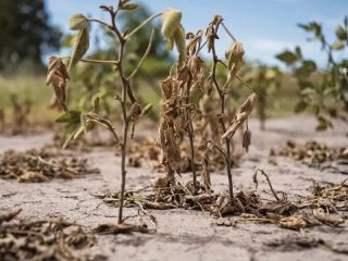 La Nia se acerca: Primavera seca y fresca en el horizonte sudamericano