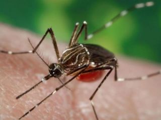 Los contagios de dengue confirmados llegan a los 16.143 en todo el pas