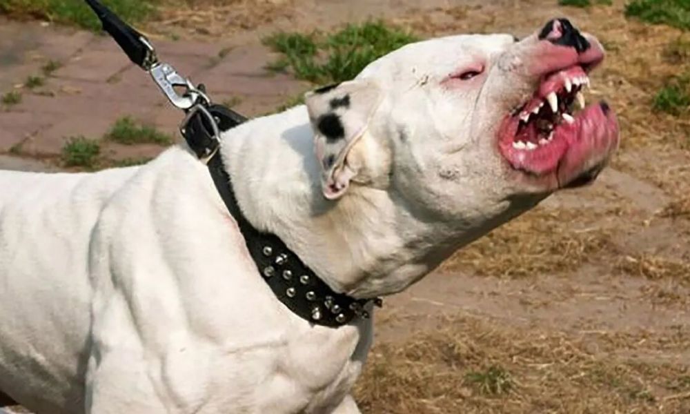 Niño de ocho años murió luego de ser atacado por un pitbull