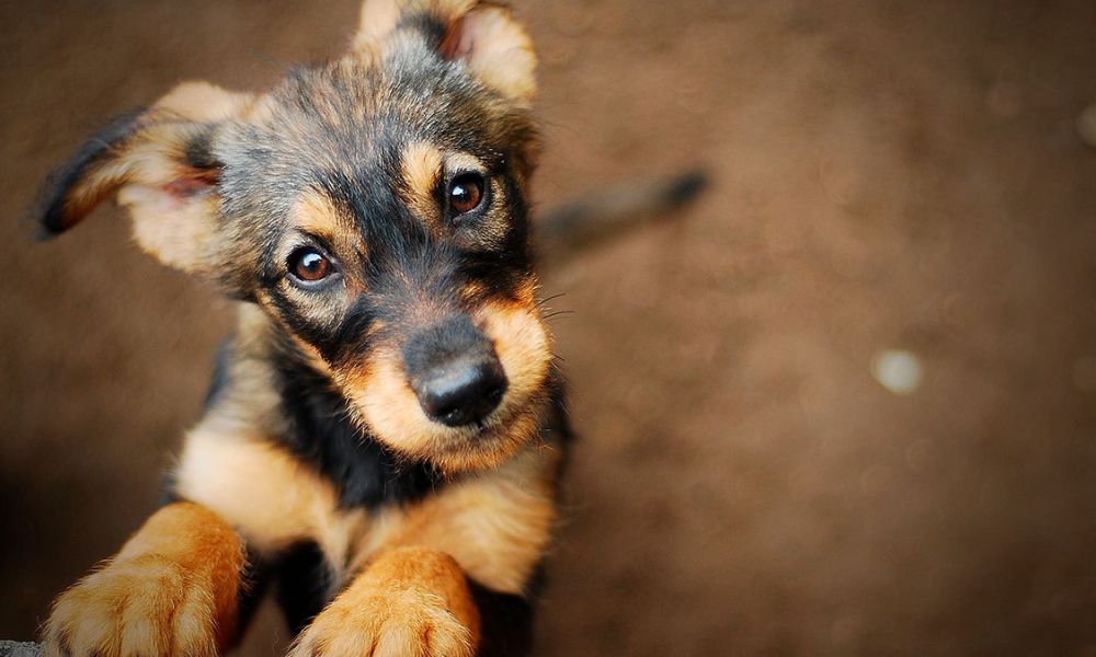 Masiva vacunación antirrábica en Pergamino