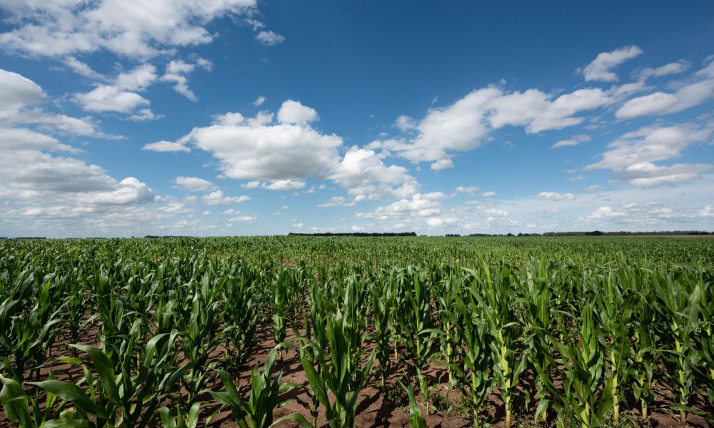 Carbap rechazó el dólar agro