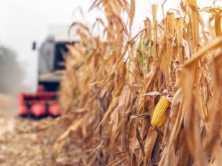 Persistencia del clima seco en Sudamrica afecta el desarrollo de los cultivos e impulsa los precios