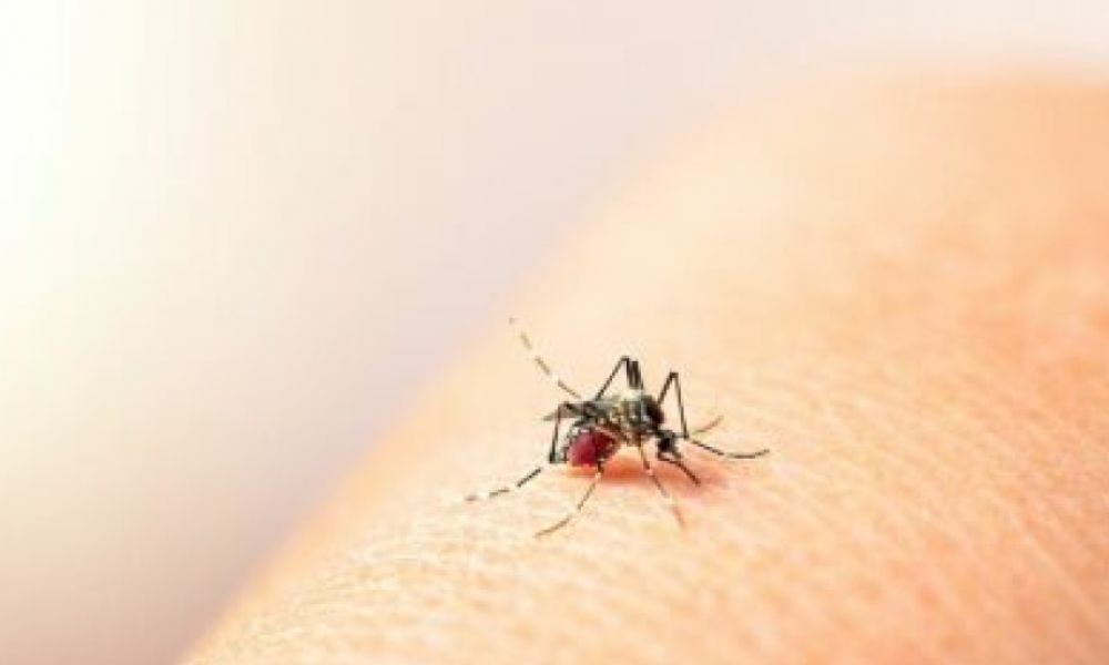 Aumentaron los casos de dengue y chikungunya