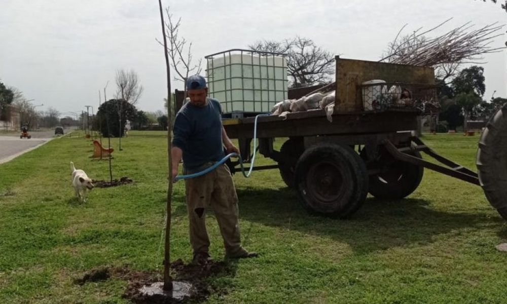 Nuevos ejemplares de árboles en Ocampo