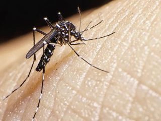 Menos casos de dengue, pero se espera un aumento en febrero y marzo