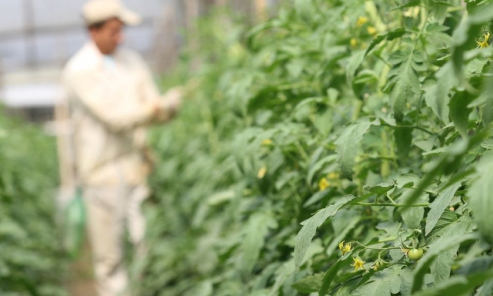 Pesticida biológico que no afecta al ambiente