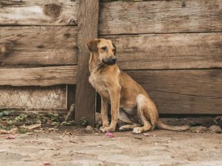 Día del Animal sin Hogar: Una fecha para recordar que adoptar también es salvar