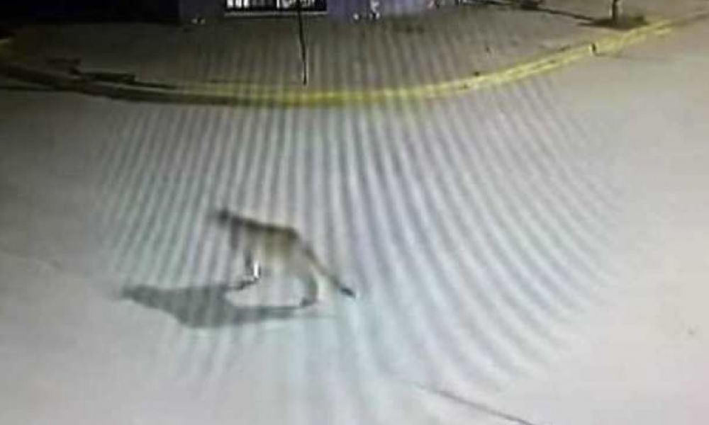 Apareció un puma en San Andrés de Giles