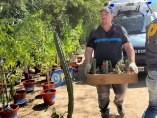 La sustancia producida por el cactus San Pedro da origen a la denominada burundanga