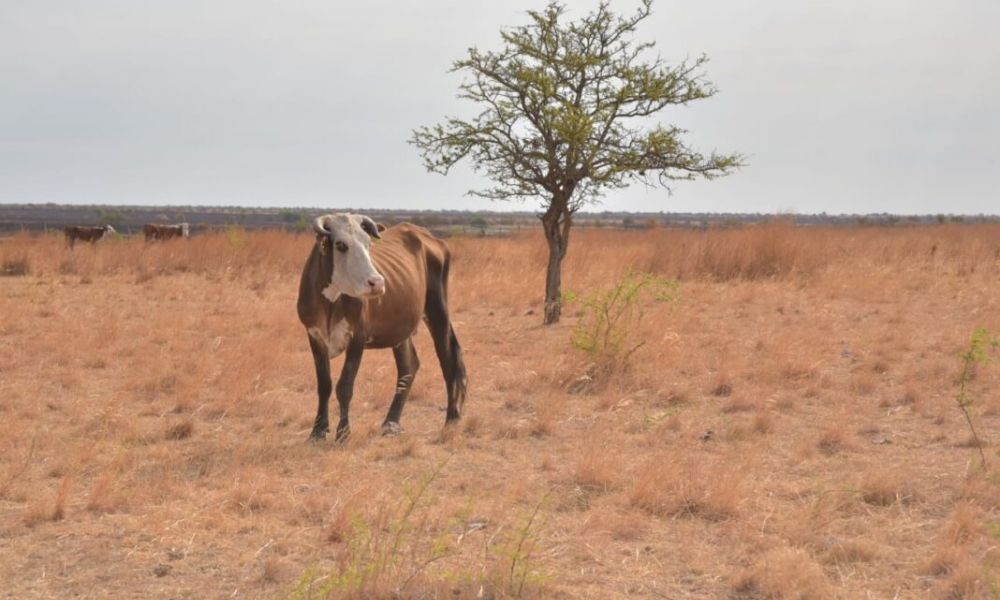 Otorgan beneficios para la venta forzosa de vientres