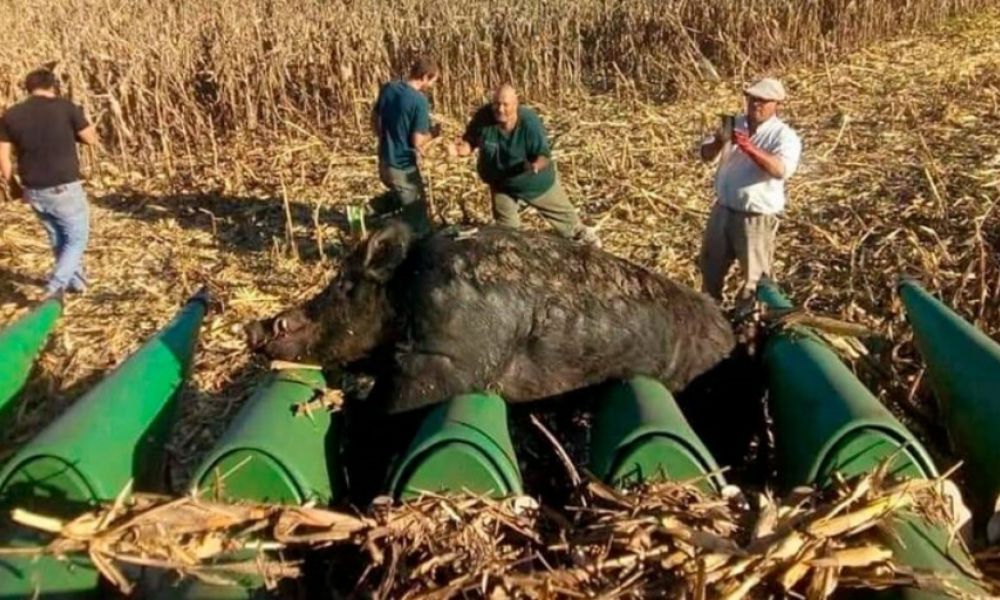 Cosechaban maíz y atropellaron a un jabalí