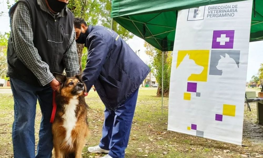 Control de foco de rabia en la ciudad