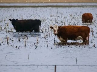Alivio fiscal y prórroga de la emergencia para campos bonaerenses inundados