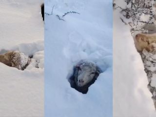 Animales bajo la nieve: La cruel realidad de las intensan nevadas en el sur argentino