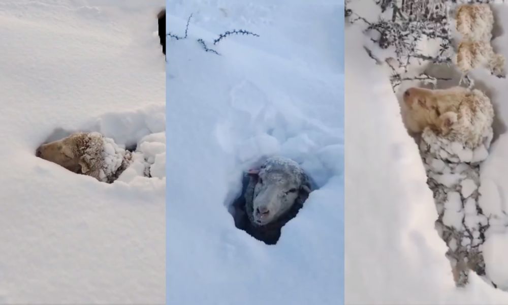 Sepultados bajo la nieve