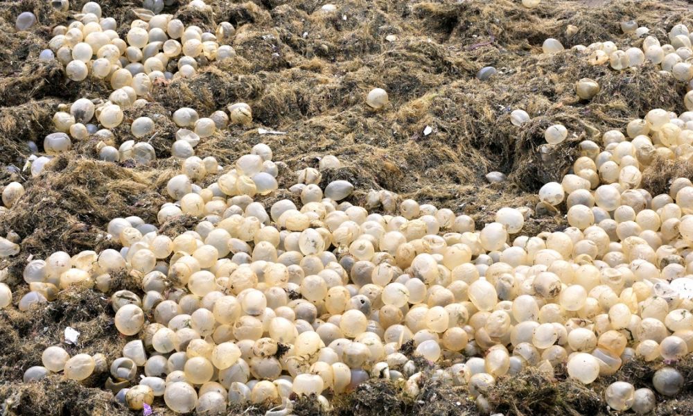 Mar del Plata invadida por algas y cápsulas de caracoles