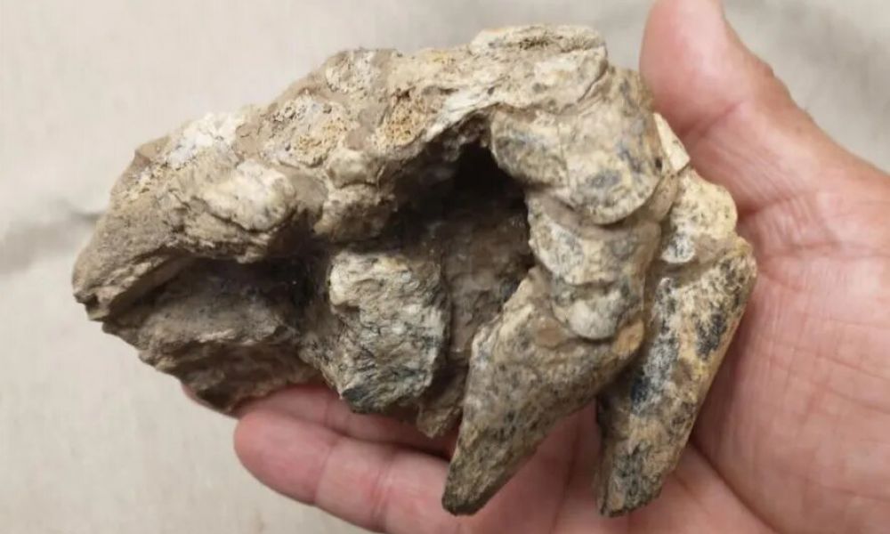 Revelación prehistórica en San Pedro