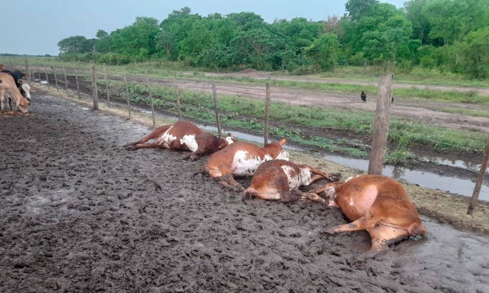 Un rayo mató a 65 terneros en un corral