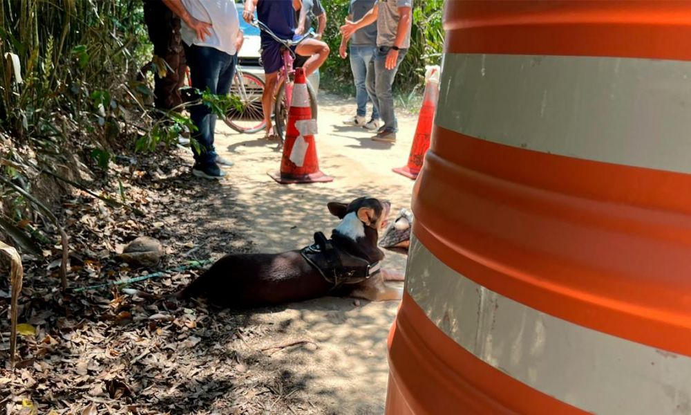 Tronco, la mascota de la víctima