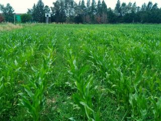 De residuos a fertilizante: Ovobrand y el INTA impulsan un modelo agropecuario circular