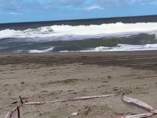 Hallazgo en Ostende: Un perro descubrió un cráneo humano en la playa