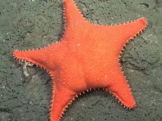 Científicos del CONICET vuelven a explorar las profundidades del Mar Argentino