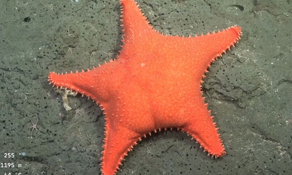 Científicos del CONICET vuelven a explorar