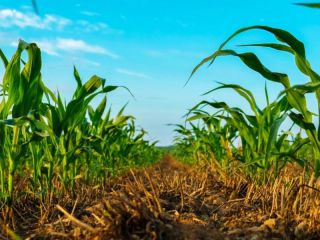 Con partculas invisibles potencian tecnologas del agro