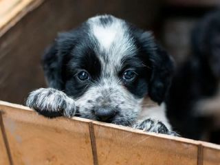 Vuelve El sueo de la cucha propia: Adopcin y vacunacin gratuita de mascotas